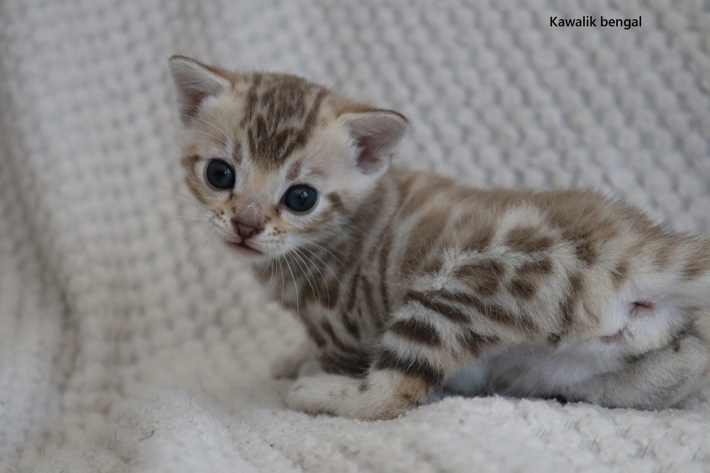 chaton bengal snow